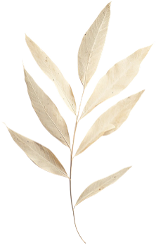 Stories Leaf